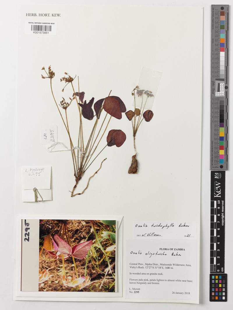 Oxalis trichophylla photo 2
