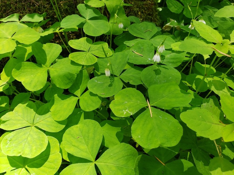 Threeleaf Woodsorrel