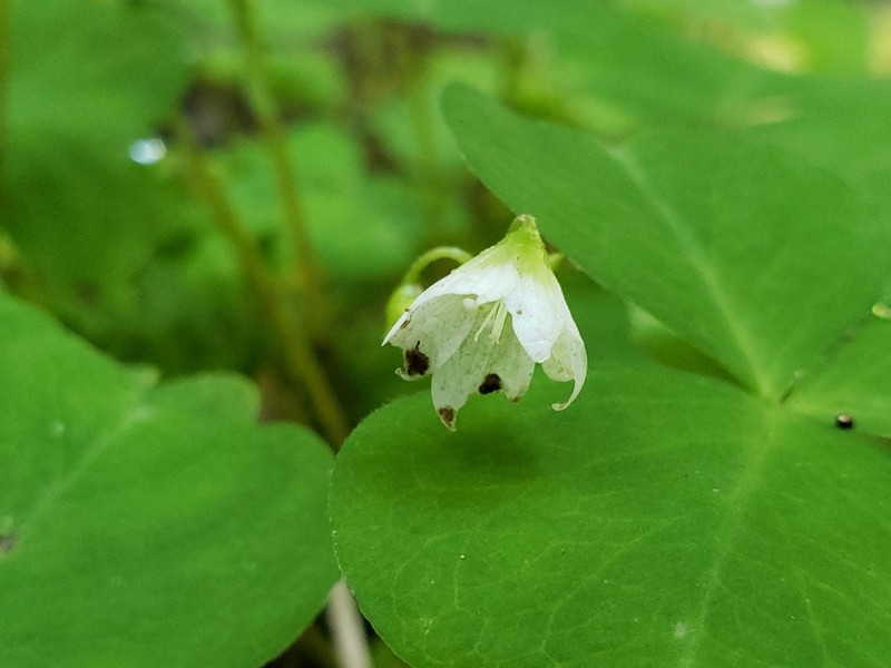 Threeleaf Woodsorrel photo 2