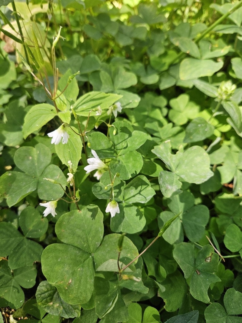 Threeleaf Woodsorrel photo 3