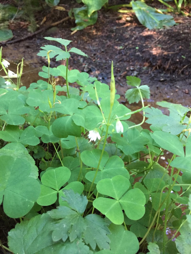 Threeleaf Woodsorrel photo 4