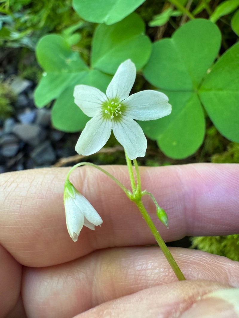 Threeleaf Woodsorrel photo 5