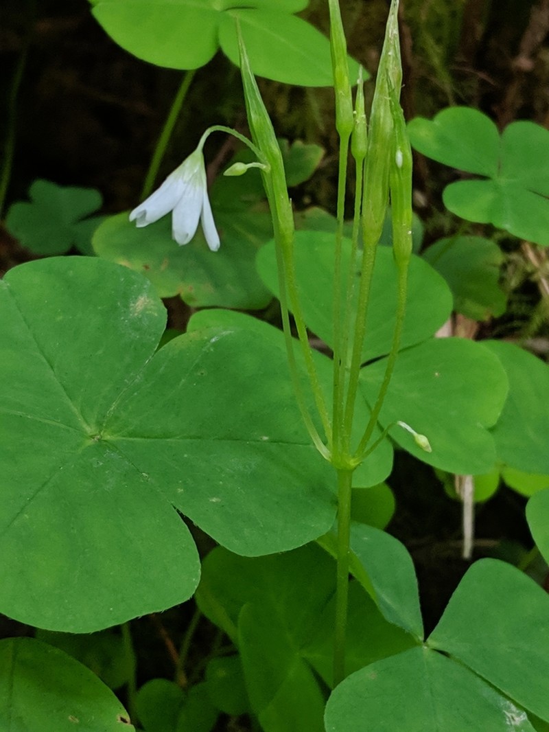 Threeleaf Woodsorrel photo 6