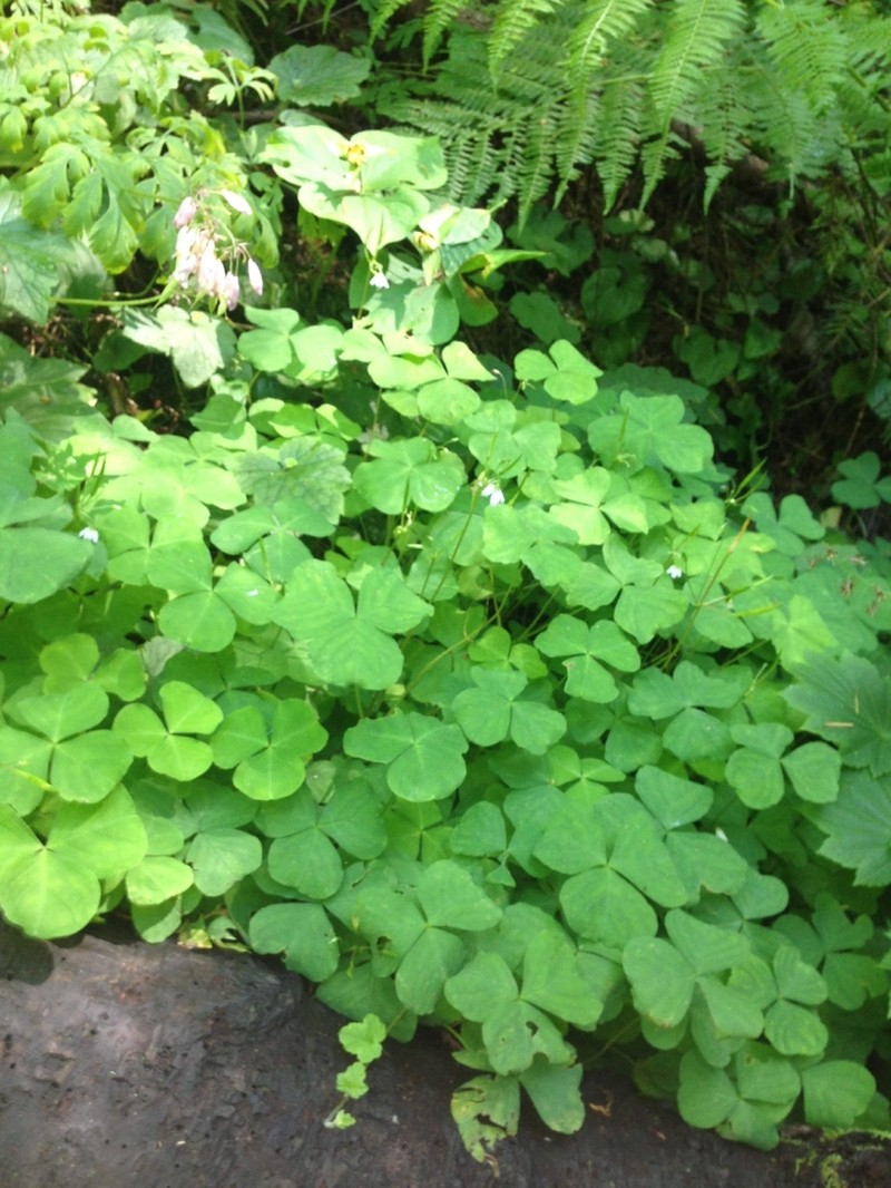 Threeleaf Woodsorrel photo 7