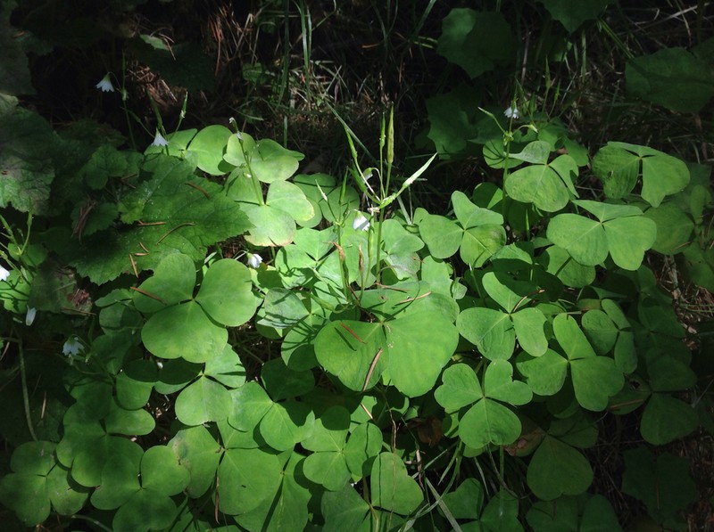 Threeleaf Woodsorrel photo 8