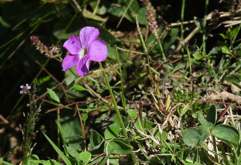 Oxalis trollii