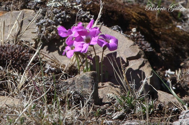 Oxalis trollii photo 2