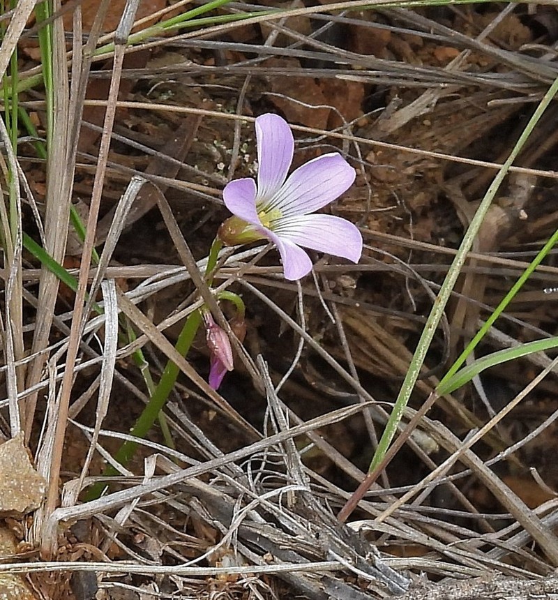 Oxalis trollii photo 3