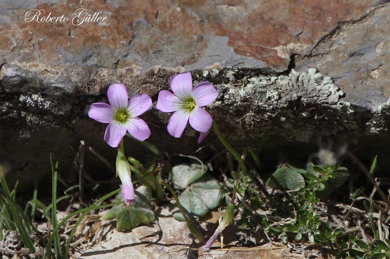 Oxalis trollii photo 4