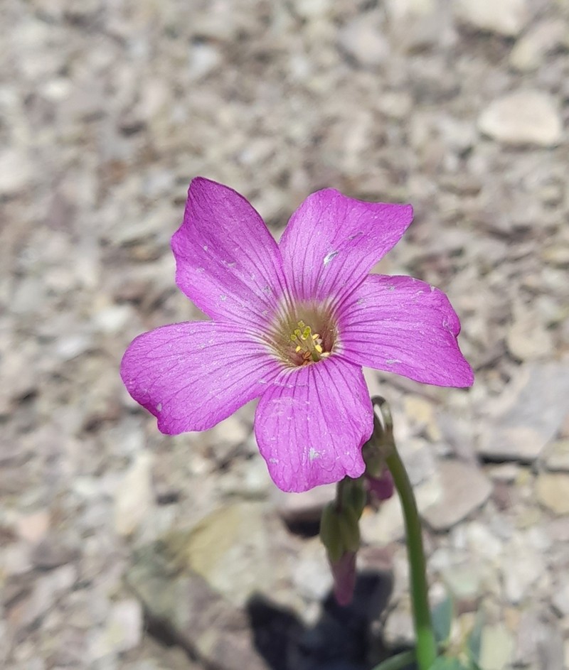 Oxalis trollii photo 5