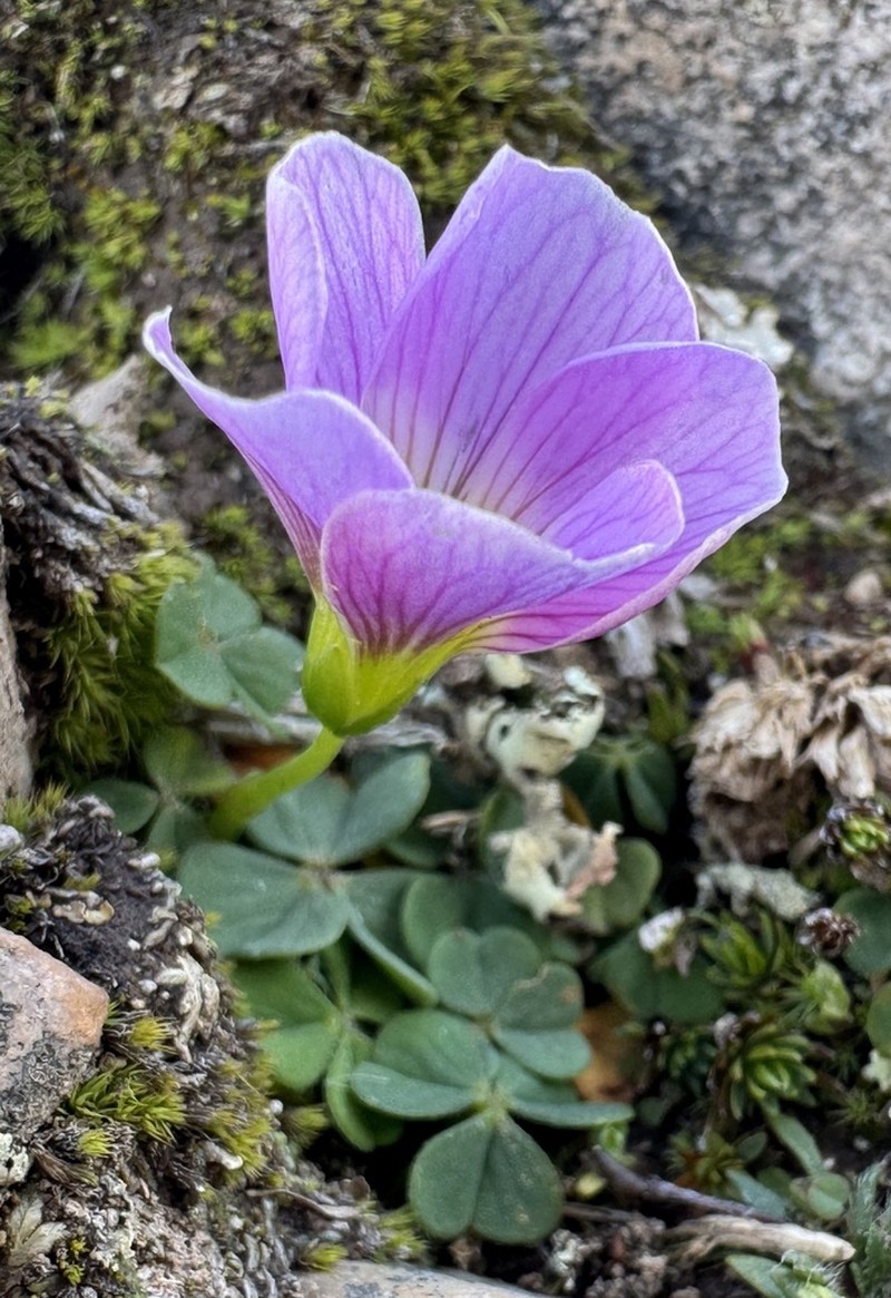 Oxalis trollii photo 6