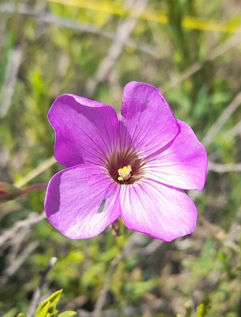 Oxalis trollii photo 7