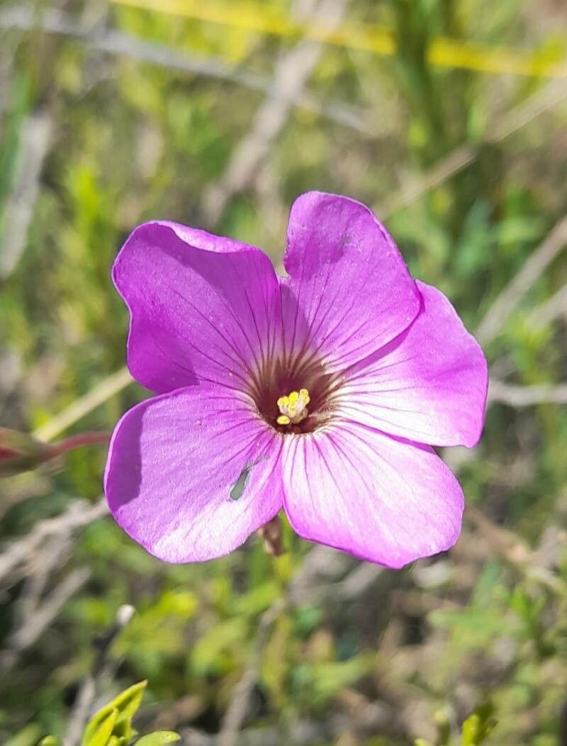 Oxalis trollii photo 8