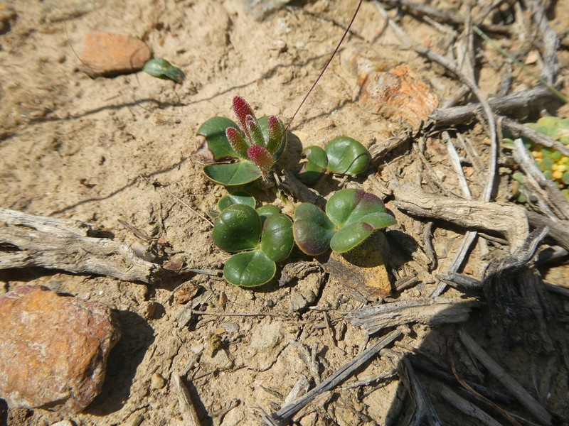 Oxalis truncatula