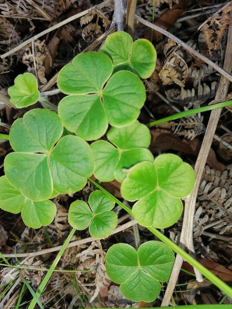 Oxalis truncatula photo 2