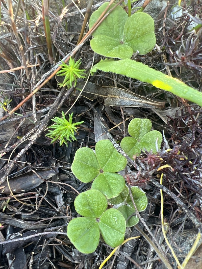Oxalis truncatula photo 3