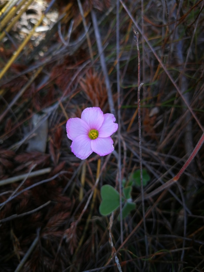 Oxalis truncatula photo 4