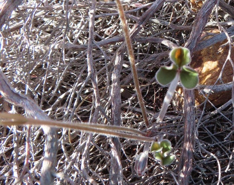 Oxalis truncatula photo 5
