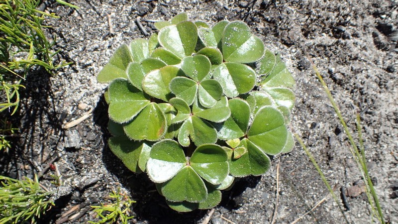 Oxalis truncatula photo 6