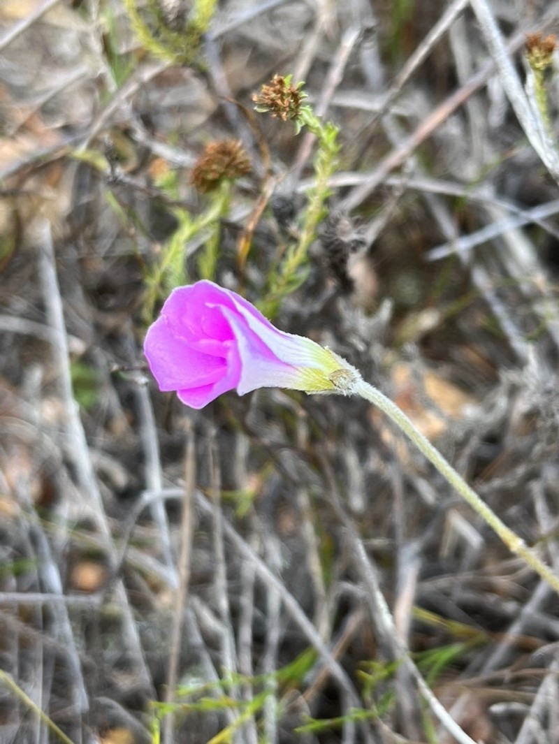 Oxalis truncatula photo 7