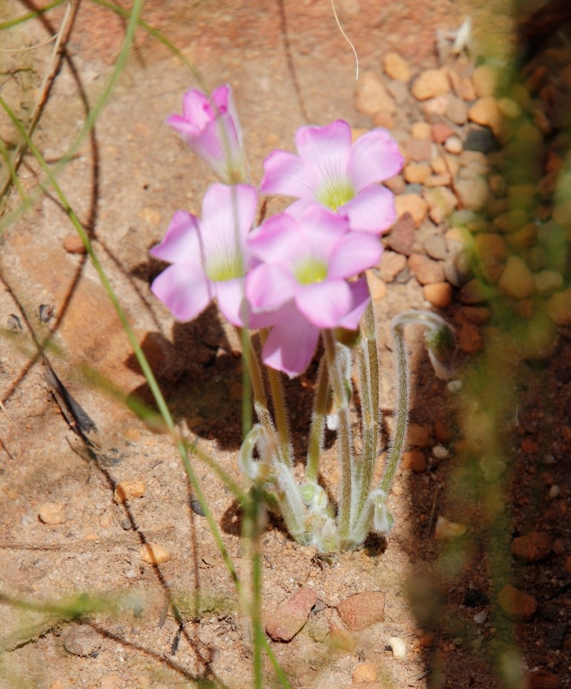 Oxalis truncatula photo 8