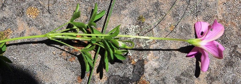 Oxalis tysonii