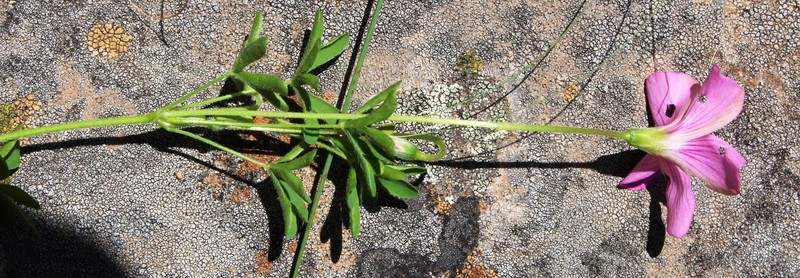 Oxalis tysonii photo 2