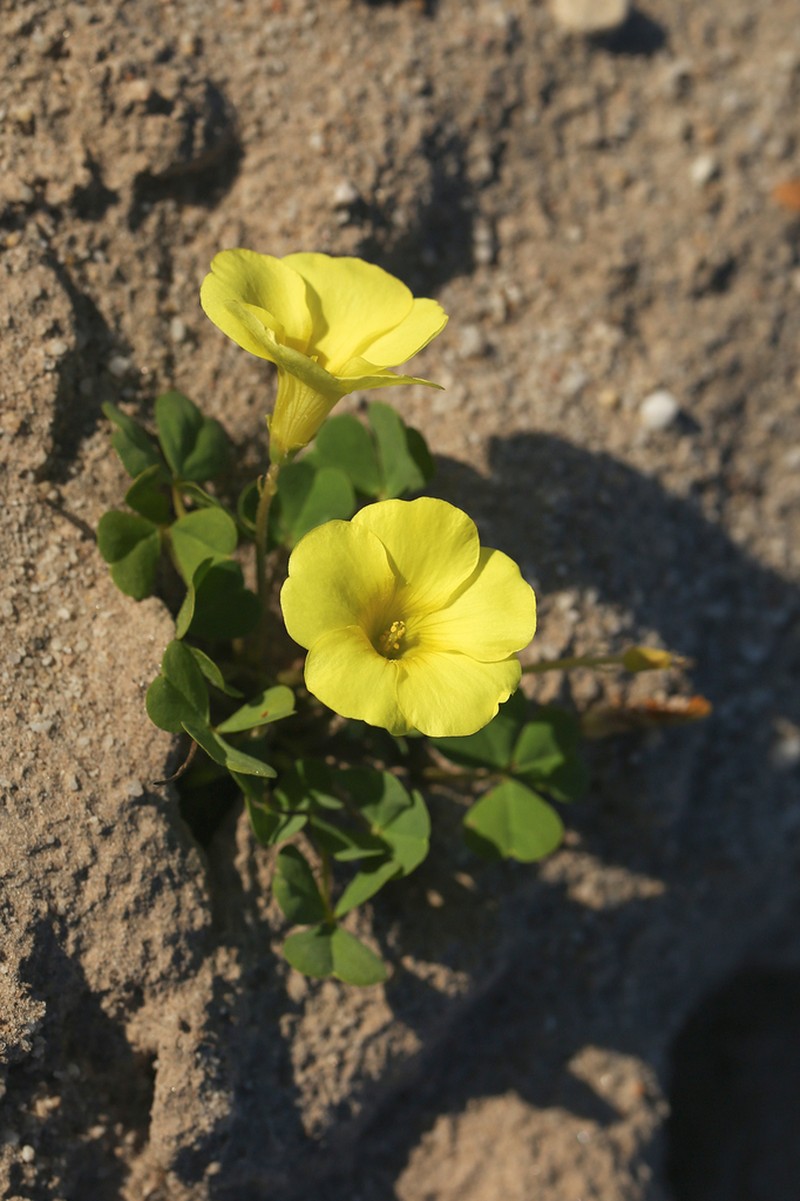 Oxalis uliginosa