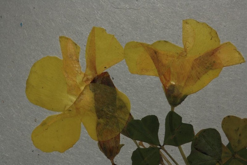 Oxalis uliginosa photo 2