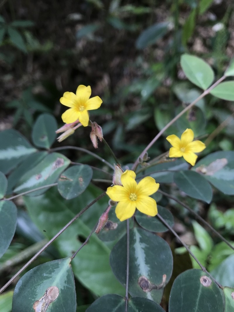 Oxalis umbraticola