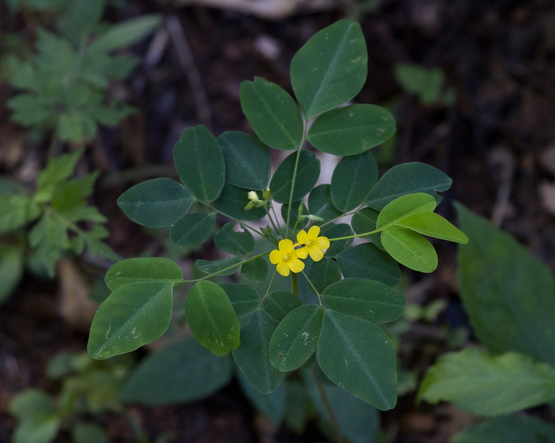 Oxalis umbraticola photo 2