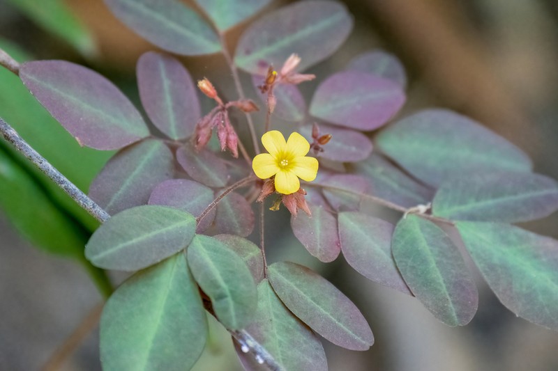 Oxalis umbraticola photo 3