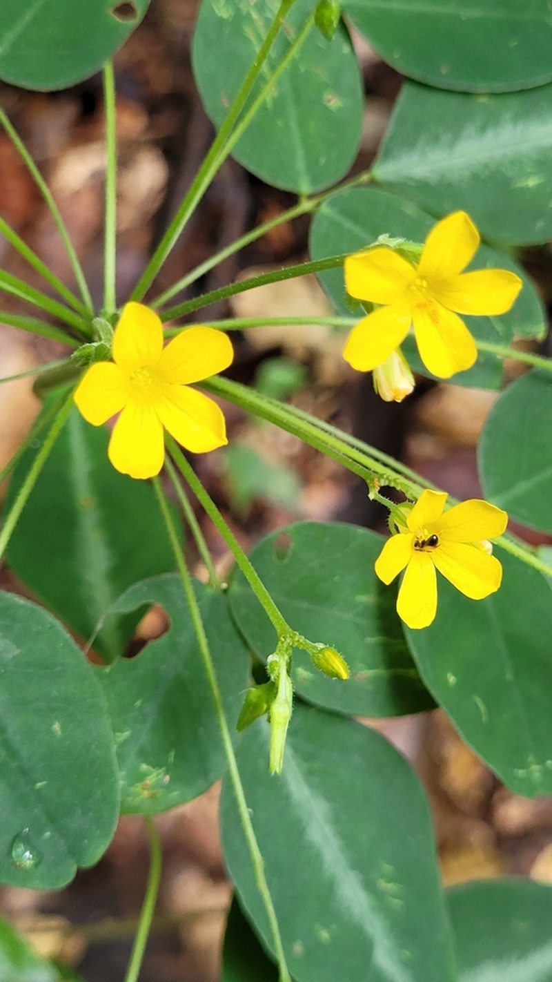 Oxalis umbraticola photo 4