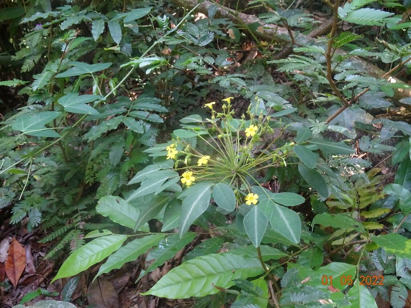 Oxalis umbraticola photo 5