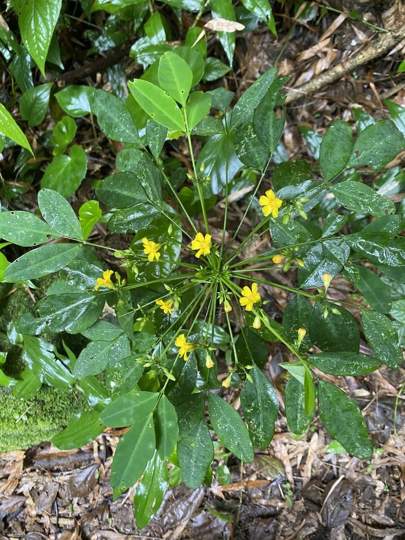 Oxalis umbraticola photo 6