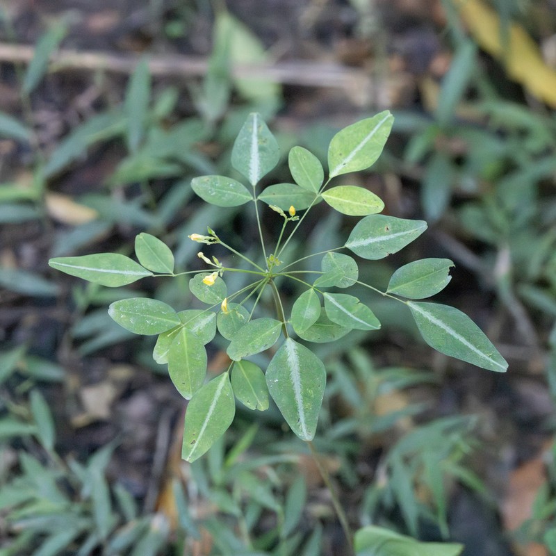 Oxalis umbraticola photo 7