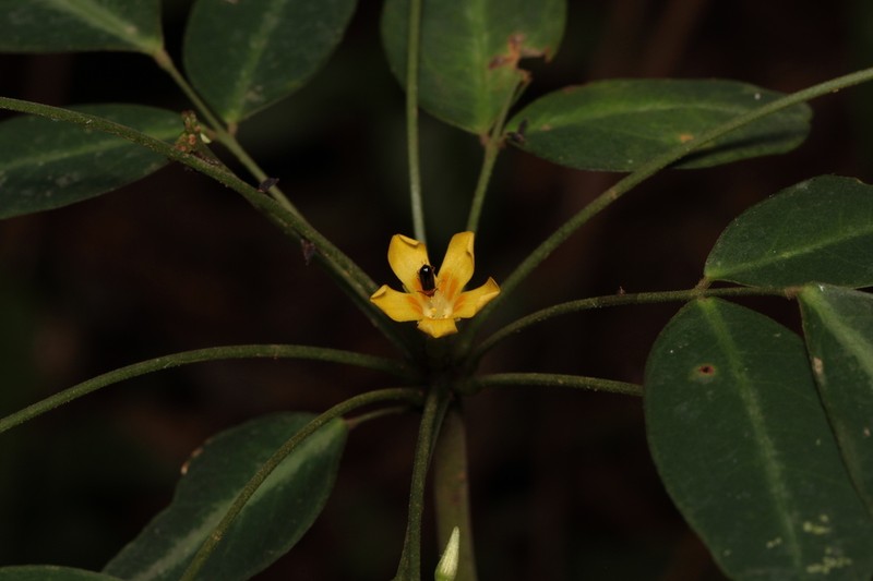 Oxalis umbraticola photo 8
