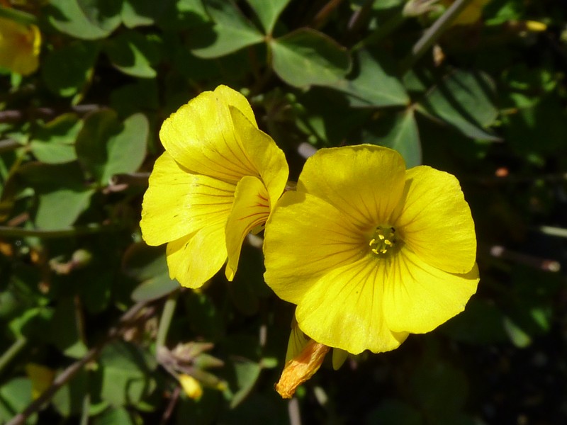 Oxalis valdiviensis