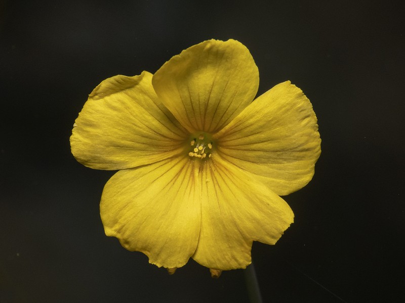 Oxalis valdiviensis photo 2