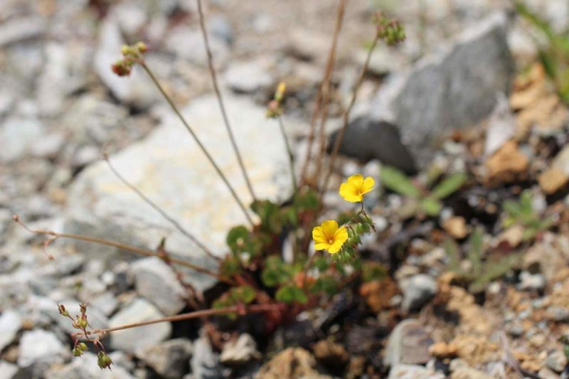 Oxalis valdiviensis photo 3