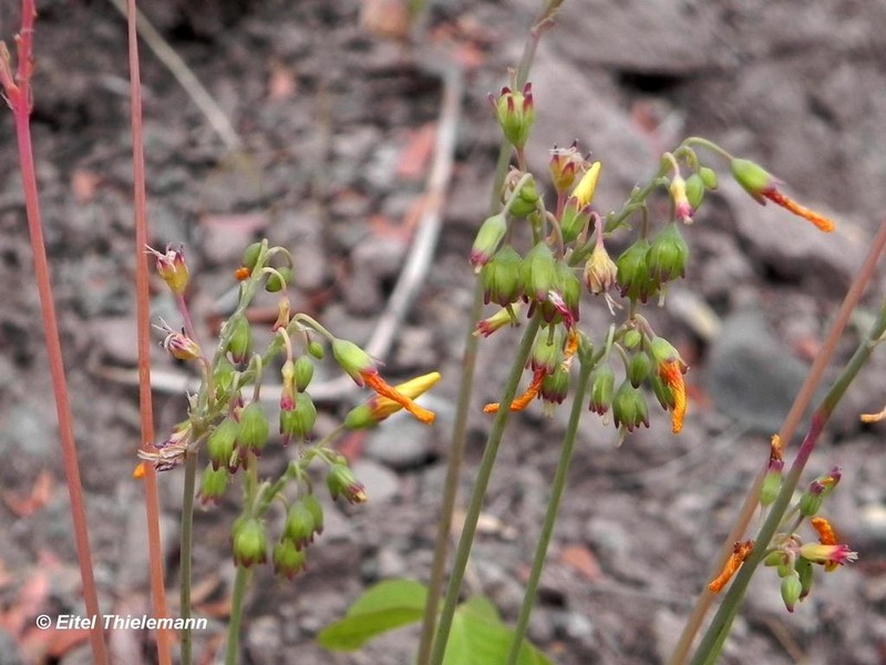 Oxalis valdiviensis photo 4