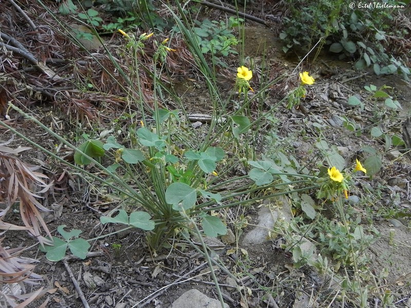 Oxalis valdiviensis photo 5