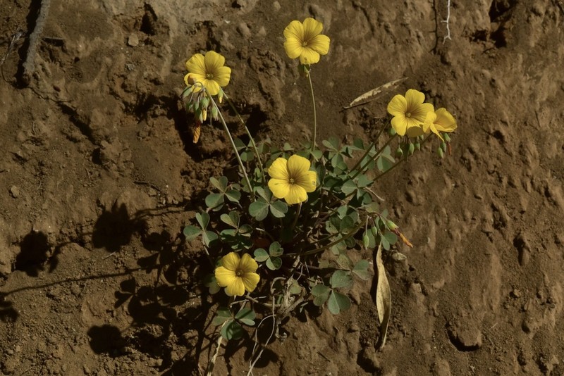 Oxalis valdiviensis photo 6