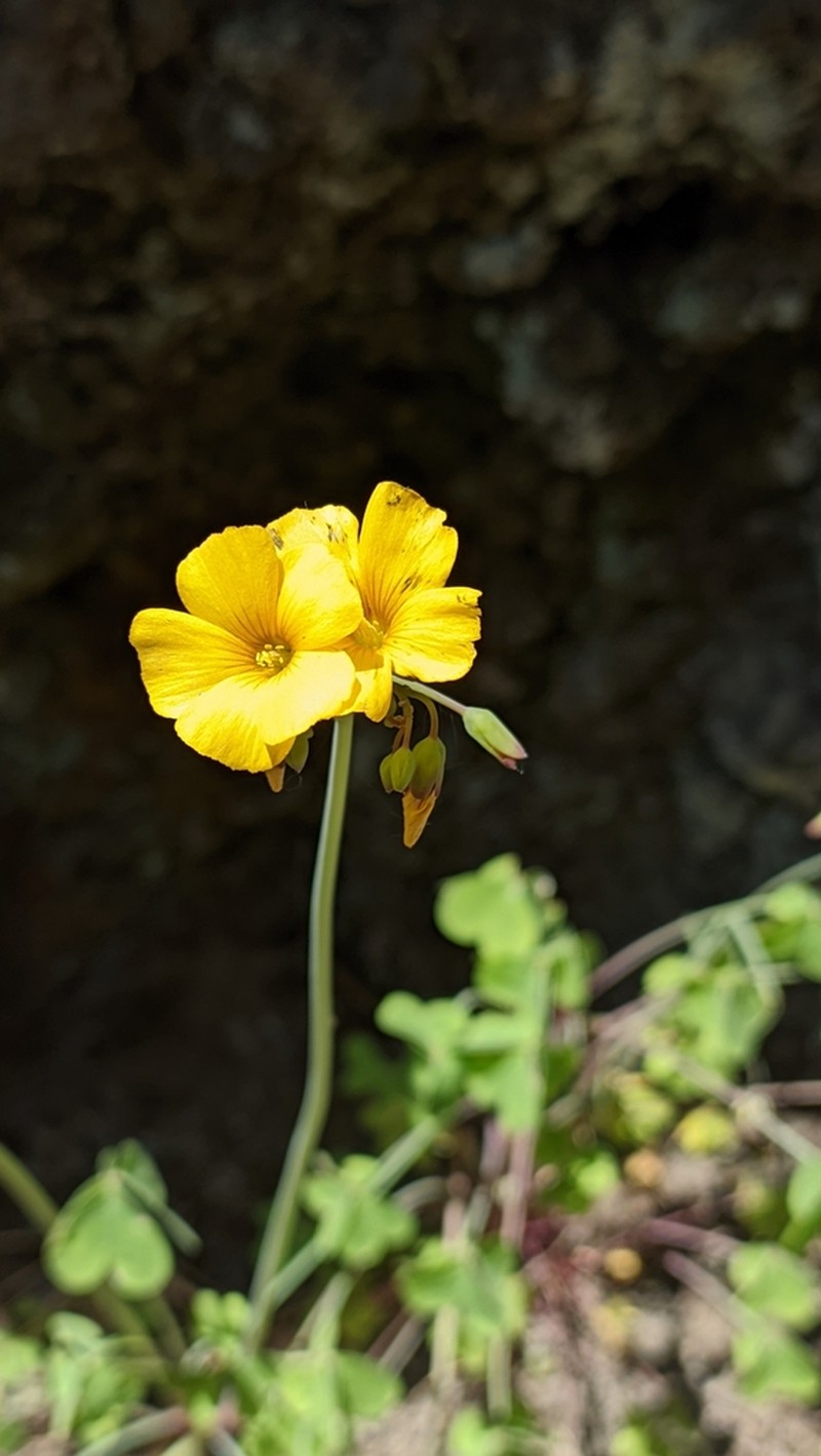 Oxalis valdiviensis photo 7