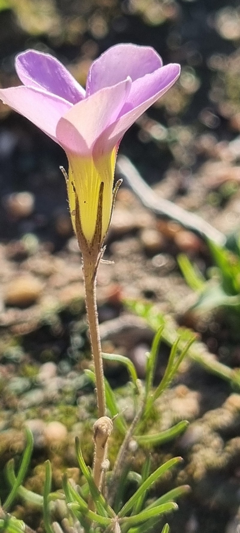 Oxalis variifolia
