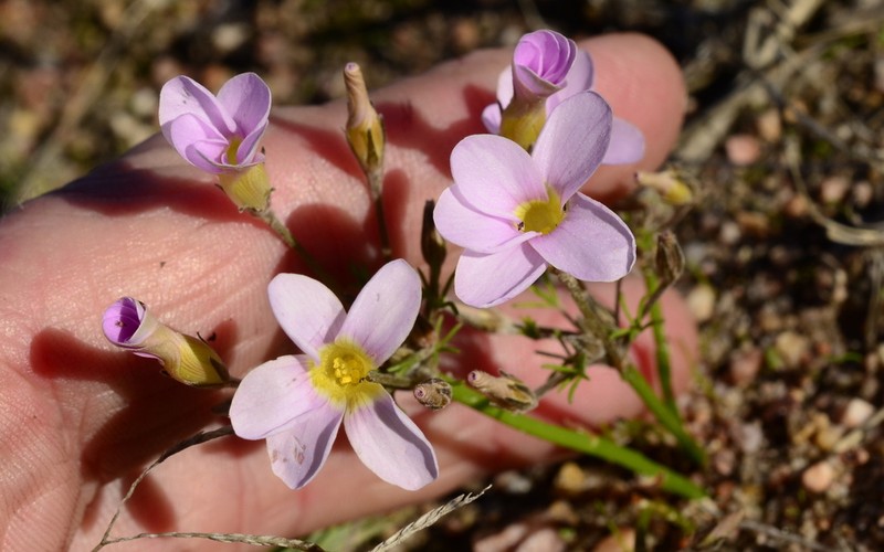 Oxalis variifolia photo 2