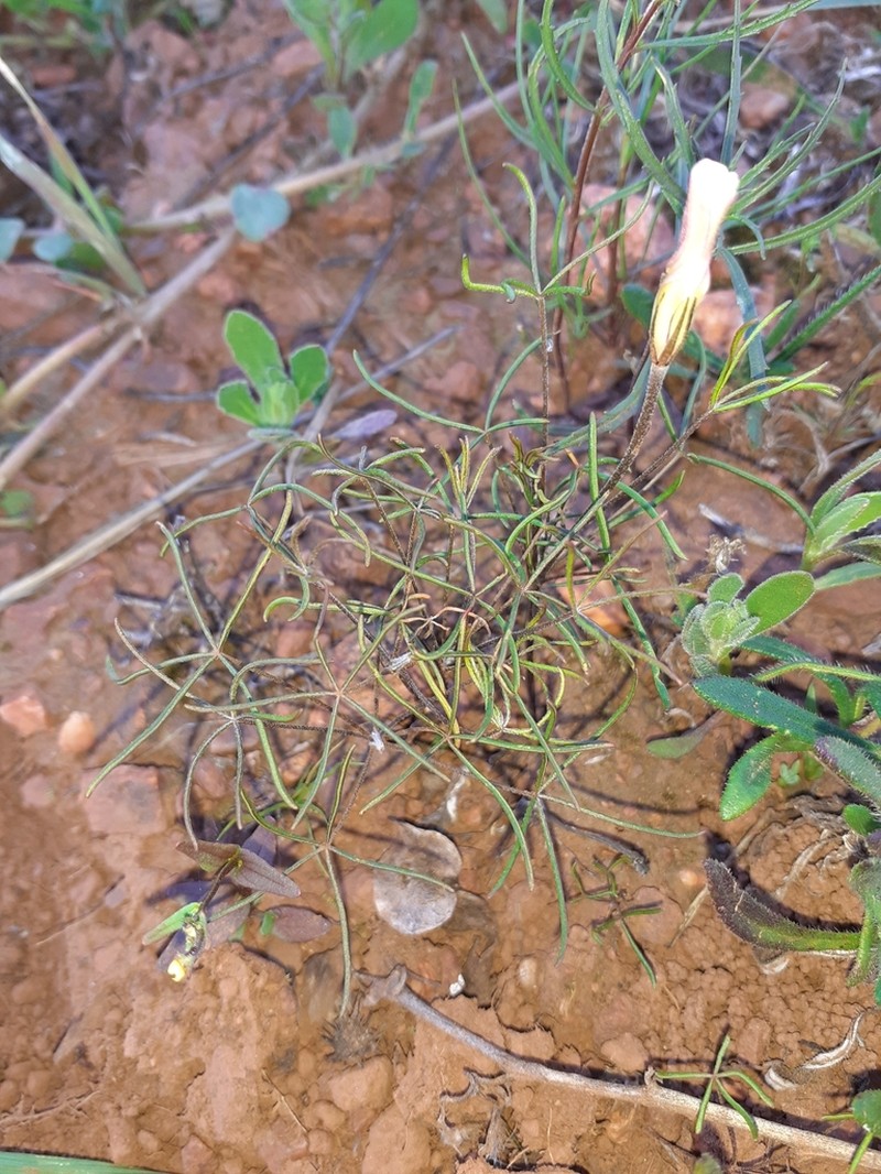 Oxalis variifolia photo 3
