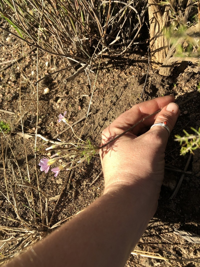 Oxalis variifolia photo 4