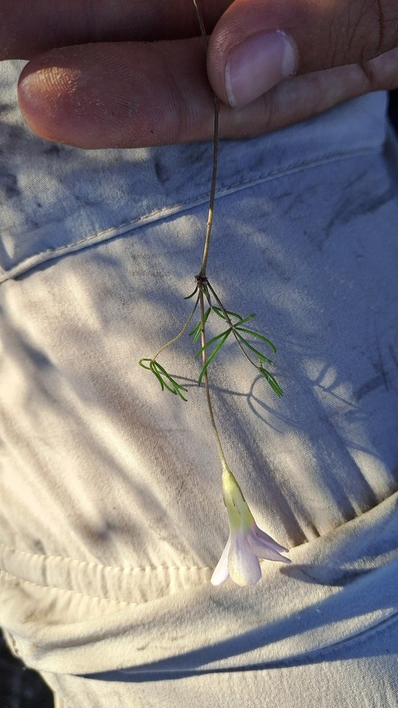 Oxalis variifolia photo 5