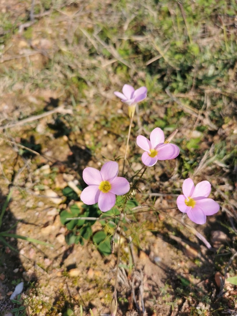 Oxalis variifolia photo 6